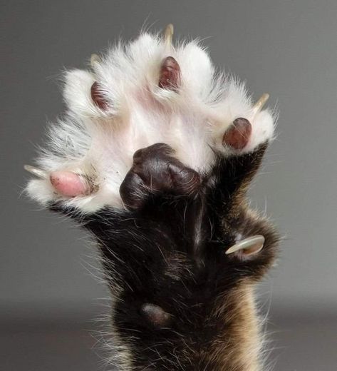 Cat Paw Anatomy, Warrior Cats Oc, Animal Poses, Cat Poses, Cat Anatomy, Cat References, Wcue Morph, Toe Beans, Warrior Cat Drawings