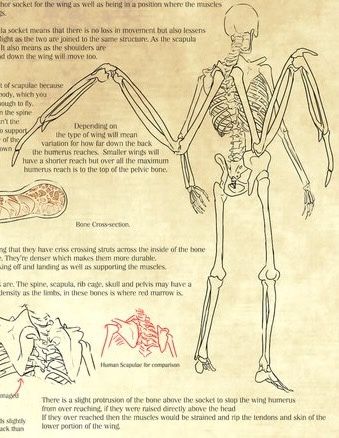 Winged Humanoid, Bone Wings, Winged Human, Wing Anatomy, Winged People, Wings Drawing, Anatomy Drawing, Creature Concept Art, Anatomy Reference