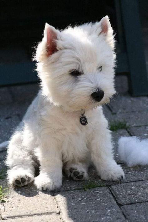 Western Highland Terrier, White Scottish Terrier, West Highland White Terrier Puppies, Westie Haircut, Westies Puppies, White Yorkie, West Terrier, Westie Dog, Westie Puppies