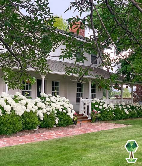 Hydrangeas Landscaping Front Yards, Farmhouse With Hydrangeas, Landscaping Ideas For Colonial Homes, White House With Hydrangeas, Hydrangea Farmhouse, White Hydrangea Front Porch, White Hydrangea Front Of House, Hydrangea Boxwood, Hedges And Hydrangeas