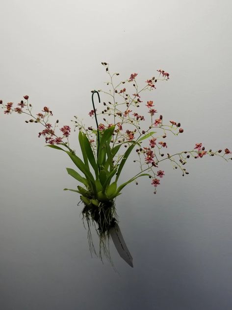 Oncidium Twinkle 'Western' Oncidium Twinkle, Twinkle Twinkle, Orchids, Plants, Art