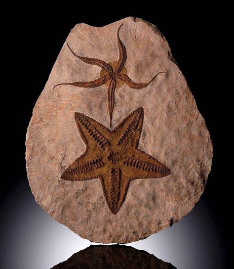 Large Volcanic Eruption May Have Caused the First Mass Extinction Brittle Starfish, Dino Tattoos, Ordovician Period, Paleozoic Era, Fossil Art, Living Fossil, Fossil Bones, Rocks And Fossils, Amber Fossils