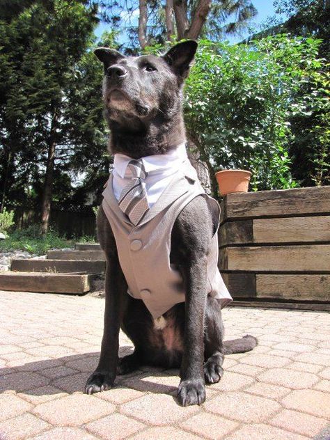 dog wedding tux Dog Wedding Outfits, Formal Dog, Dog Wedding Attire, Custom Tuxedo, Dog Tuxedo, Dog Suit, Wedding Pets, Grey Dog, Tuxedo Wedding