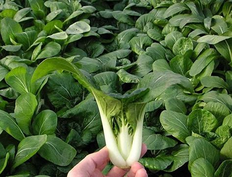 Chinese Cabbage Seeds, - Pak Choi, Non-heading leaf type Asian Vegetable. Click image to review more details. (This is an affiliate link) #vegetable #seeds Cabbage Seeds, Asian Vegetables, Pak Choi, Chinese Cabbage, Arugula, Caicos Islands, Non Gmo, Garden Seeds, Trinidad And Tobago