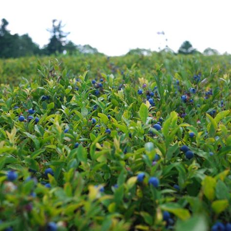 Blueberry Field, Maine Recipes, Growing Blueberries, Blueberry Farm, Blue Berries, Wild Blueberries, Food Forest, Freshly Picked, White Barn