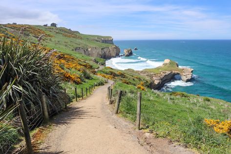 Tunnel Beach New Zealand: Dunedin’s Stunning Walking Track New Zealand Dunedin, Farm Near The Beach, New Zealand Beaches, Nz Scenery, Dunedin Nz, Beach Farm, Tunnels Beach, Nz Landscape, Aero Aesthetic