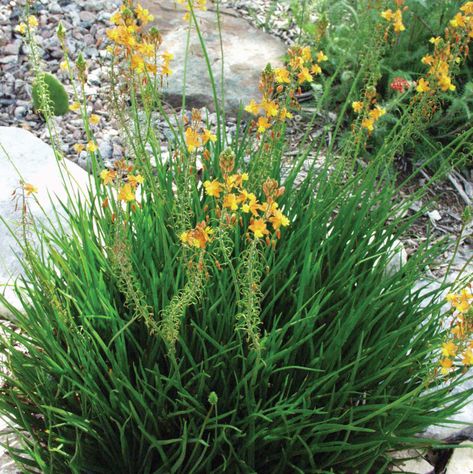 Bulbine Bulbine frutescens Drought Tolerant Plants Texas, Bulbine Frutescens, Texas Landscaping, Texas Plants, Cedar Raised Garden Beds, Drought Tolerant Garden, Drought Tolerant Landscape, Plant Guide, Drought Tolerant Plants