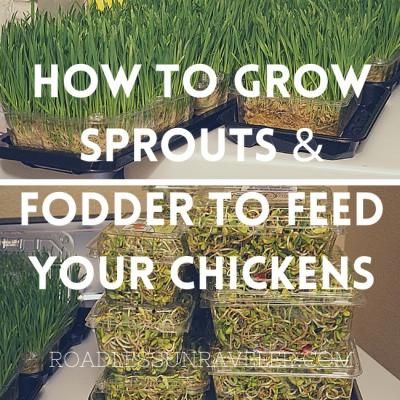 How To Grow Chicken Fodder, Grow Sprouts For Chickens, How To Grow Sprouts For Chickens, Microgreens For Chickens, Chicken Calcium Feeder, Growing Sprouts For Chickens, Chicken Fodder, Chicken Feed Diy, Fermenting Chicken Feed