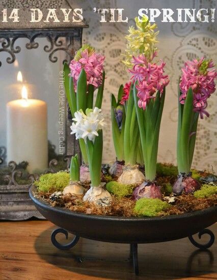 Spring centerpiece Plant Centerpieces, Spring Dishes, Spring Centerpiece, Dish Garden, Terrarium Plants, Flower Candle, Spring Is Here, Mini Garden, Floral Centerpieces