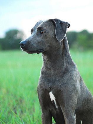 75+ Best Blue Lacy Dog Names Blue Lacy Dog, Blue Lacy, American Dog, Rare Breed, Hunting Dogs, Working Dogs, Pitbull Terrier, Training Your Dog, Dog Names