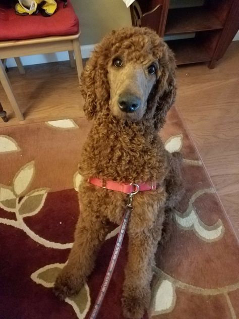 7 month old red standard poodle puppy Red Moyen Poodle, Red Standard Poodle, Standard Poodle Puppy, Moyen Poodle, Poodle Puppy Standard, Poodle Puppy, Standard Poodle, 7 Months, Ginger