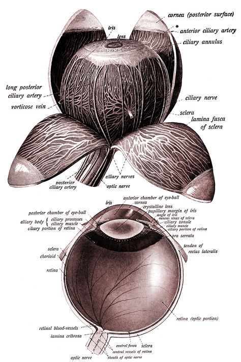 Anatomy of the Eyeball ~ Karen's Whimsy Eyeball Anatomy Drawing, Eye Diagram Anatomy, Eyeball Anatomy, Human Eye Diagram, Eye Diagram, Common Wildflowers, Goddess Of Egypt, Ancient Egyptian Architecture, Tulip Drawing