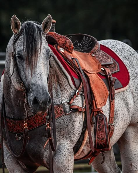 Beautiful Horse Tack, Rearing Horse, Horses With Tack On, Western Saddles, Horse Nose, Quarter Horse Aesthetic, Western Horses, Western Horse Tack Aesthetic, Horse Western Aesthetic