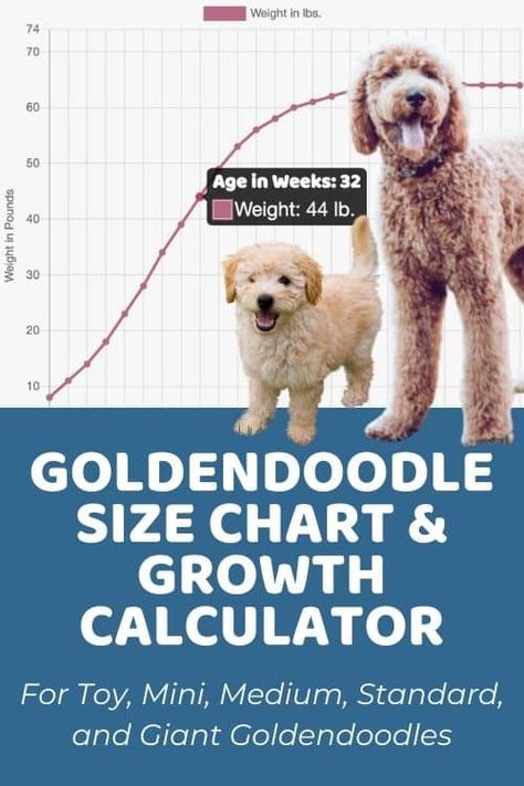 F1bb Goldendoodle Mini, Training Goldendoodle Puppy, Mini Golden Doodle Full Grown, Mini Goldendoodle Full Grown, Full Grown Mini Goldendoodle, Micro Mini Goldendoodle, Goldendoodle Full Grown, Puppy Growth Chart, Medium Goldendoodle