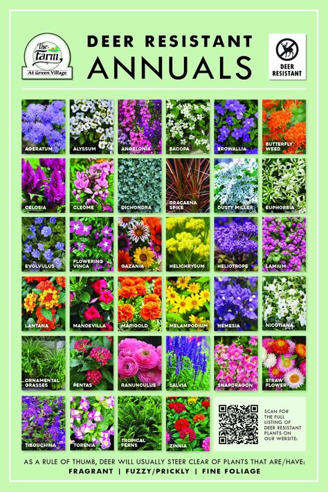 Deer Resistant Annuals Visual Guide_July 2023_24x36 Deer Resistant Annuals For Containers, Deer Resistant Annual Flowers, Annual Flower Beds Design, Georgia Gardening, Annual Flower Beds, Euphorbia Flower, Deer Resistant Landscaping, Deer Resistant Annuals, Deer Deterent