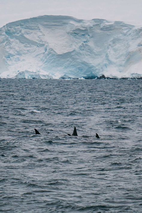 Crossing The Drake Passage To Antarctica – What Is It Really Like? Antarctica Aesthetic, Aesthetic Antarctica, Paradise Bay Antarctica, Antarctica Mountains, Antarctica Wildlife, Drake Passage, Antarctica Travel, Sky Go, Ushuaia