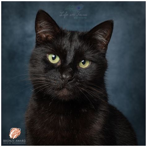 Green Eyed Black Cat, Black Cat Reference Photo, Black Cat Reference, Cat Portraits Photography, Black Cat Photography, Black Cat Portrait, Black Cat With Green Eyes, Family Pet Photography, Pet Photography Studio