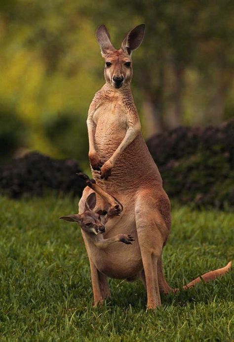 Kangaroo Wallpaper Discover more African, Animal, Australia, Grey, Kangaroo wallpaper. https://www.kolpaper.com/117595/kangaroo-wallpaper/ Kangaroo Wallpaper, Grey Kangaroo, Baby Kangaroo, Red Kangaroo, Australia Kangaroo, Australian Wildlife, Australian Animals, Animals Of The World, Animal Tattoos