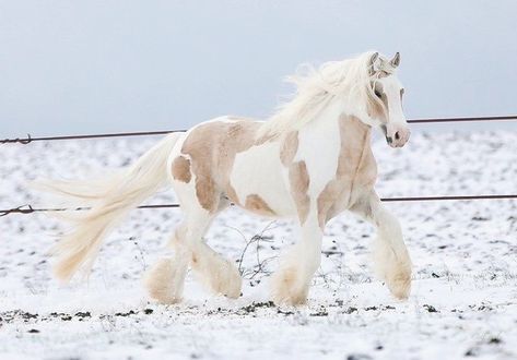 Ahal Teke, Cute Horse Pictures, Clydesdale Horses, Horse Aesthetic, Most Beautiful Horses, Baby Horses, Funny Horse, Pretty Animals, Cute Animals Images