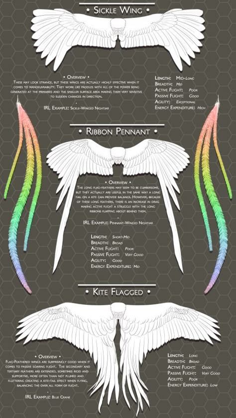 scribbly-blue-hearts:   Blue’s Feathers and Wings... -                                         How to Art Human Avian, Winged Characters, Monster Anatomy, Vtuber Inspiration, Wing Shapes, Wing Anatomy, Types Of Wings, Creature Creation, Angelcore Aesthetic