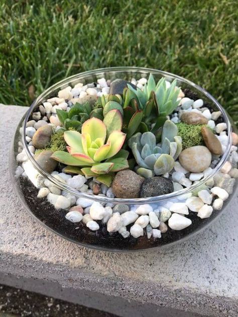 Sell Succulents, Glass Bowl Terrarium, Succulents Terrarium, Diy Succulent Terrarium, Succulent Bowls, Terrarium Bowls, Succulent Garden Indoor, Succulent Garden Design, Succulent Landscaping