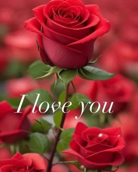 I Love You Rose, I Love You Rose Flowers, Good Morning Flowers Rose My Love, Love Rose Flower For My Wife, Beautiful Red Roses Romantic, Actors Hollywood, True Love Photos, Beautiful Paintings Of Nature, Rose Romantic