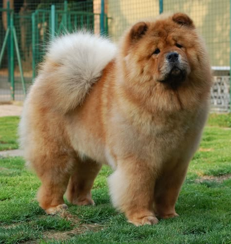 Chow Chow Dog Puppy, Chow Dog Breed, Chow Chow Puppy, Beautiful Dog Breeds, Chow Chow Dogs, Huge Dogs, Puppy Chow, Really Cute Dogs, Pretty Dogs