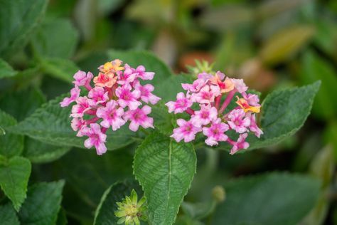 Lantana Plant, Lantana Camara, Hummingbird Nectar, Small Nurseries, Southern Garden, Fuchsia Flowers, Plant Problems, Attract Butterflies, House Landscape