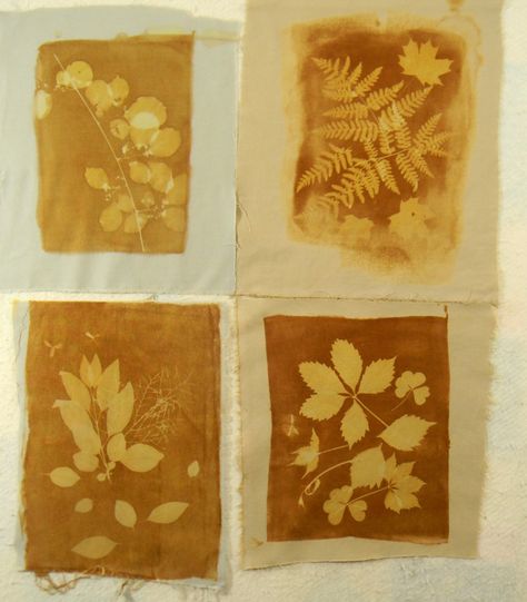 Tumeric Sun Printing, Solarfast Sun Prints, Outdoor Art Activities, Sun Printing, Autumn Leaves Craft, Sun Prints, Alternative Photography, Contact Print, Leaf Crafts