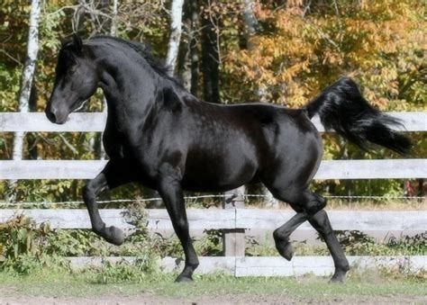 iu (474×339) Black Dapple Horse, Dapple Horse, Friesian Horses, Horse Colors, Morgan Horse, Horse Inspiration, Horse Boarding, Friesian Horse, Most Beautiful Animals