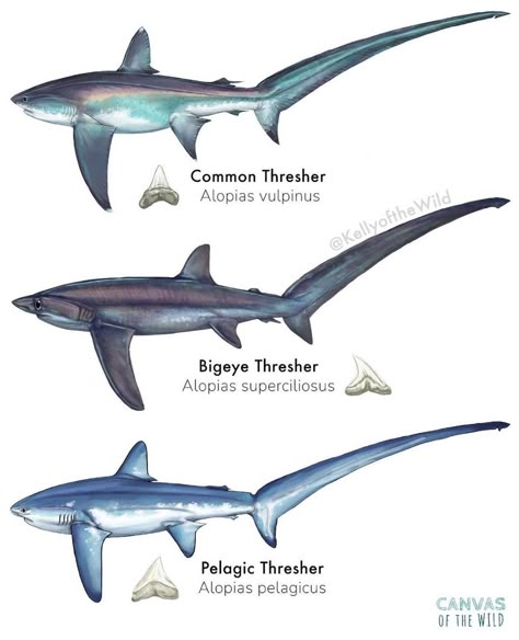 Thrasher Shark, Oceanography Marine Biology, Thresher Shark, Sea Stuff, Pig Breeds, Types Of Sharks, Shark Facts, Sea Creatures Art, Shark Pictures