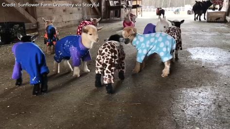 Enjoy nearly two minutes of adorable baby goats in pajamas Miniature Goats Pets, Goats Pygmy, Goat Pet, Goat In Pajamas, Goats In Pjs, Goat Fencing, Funny Goats, Custom Pajamas, Cute Animals Videos