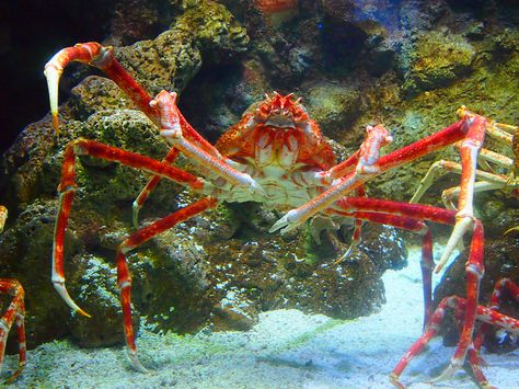 The Japanese spider crab, Macrocheira kaempferi, lives in the waters around Japan. It has the largest leg span of any arthropod, reaching up to 3.8 metres (that's almost 12ft 6in and weighing up to 19 kilograms (a little less than 42 lbs). Spider Crab Giant, Japanese Spider Crab, Robber Crab, Champion Island, Spider Crab, Creepy Animals, Water Creatures, Water Life, Water Photography