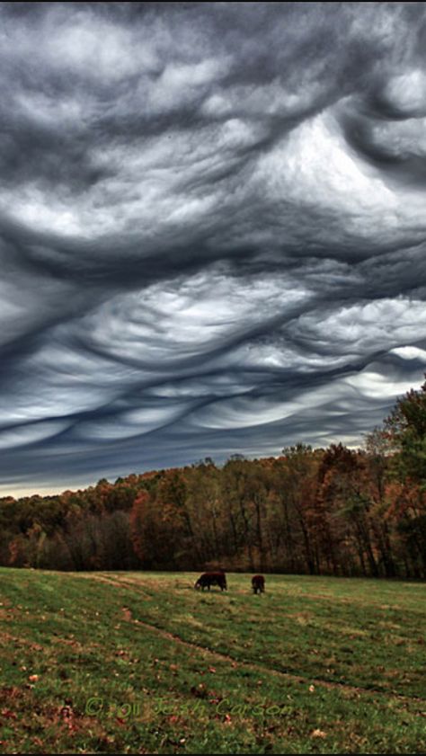 Look at these very eye catching unusual cloud formations. Cloud Phenomena, Rare Clouds, Scary Clouds, Asperatus Clouds, Undulatus Asperatus, Cloudy Eyes, Cool Clouds, Faithful Man, Mammatus Clouds