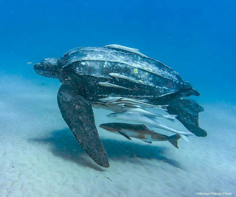 Leatherback Sea Turtle Turtle Pictures, Leatherback Sea Turtle, Sea Turtle Species, Small Bones, Sea Turtle Pictures, Big Turtle, Ocean Turtle, Big Sea, Pet Turtle