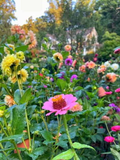 7 Easy Companion Planting Ideas for Zinnias Seed Starting Indoors Diy, Starting Seeds Inside, Pollinator Garden Design, Kill Weeds, Grow Gorgeous, Starting Seeds Indoors, Thriving Garden, Tall Flowers, Plant Tags