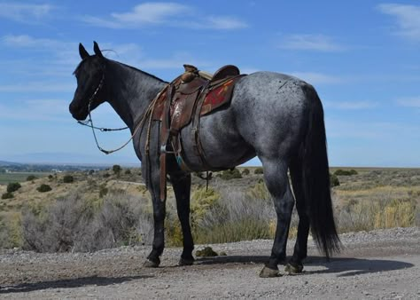 American Quarter Horse Blue Roan, Blue Roan Quarter Horse Stallion, Blue Roan Thoroughbred, Blue Roan Horse Quarter, Quarter Horse Blue Roan, Blue Roan Horse Aesthetic, Horses Blue Roan, Horse Blue Roan, Blue Roan Quarter Horse