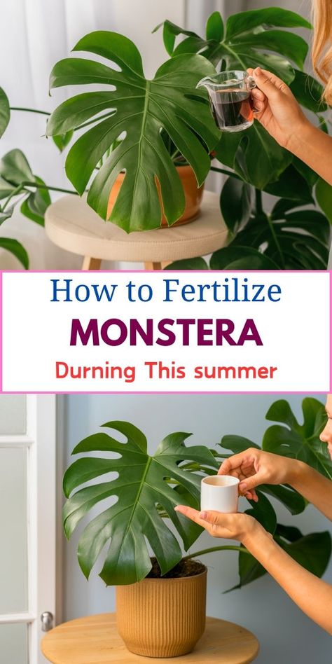 "Monstera plant care, Monstera fertilizer requirements, Fertilizing 
Monstera, Best fertilizer for Monstera, Monstera plant nutrition, Monstera 
fertilizer type, Fertilizing indoor plants, Monstera plant feeding, 
Monstera fertilizer schedule, Monstera plant growth." Monstera Plants, What Type, Plants