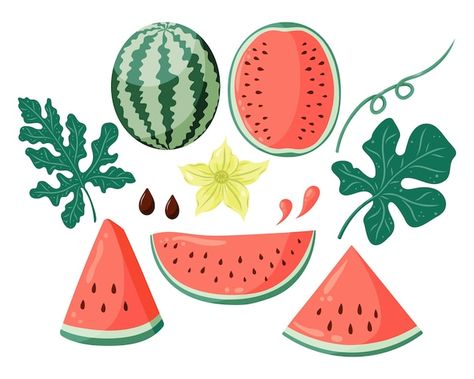 Whole Watermelon, Menu Logo, Watermelon Leaves, Watermelon Vector, Watermelon Flower, Food Graphics, Watermelon Plant, Summer Designs, Logo Stickers