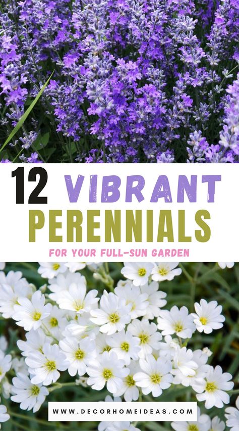 best sun loving perennials for your garden Sun Loving Perennials, Partial Sun Perennials, Full Sun Garden, Perennial Garden Plans, Full Sun Flowers, Garden Flowers Perennials, Homestead Ideas, Flower Bed Designs, Full Sun Perennials