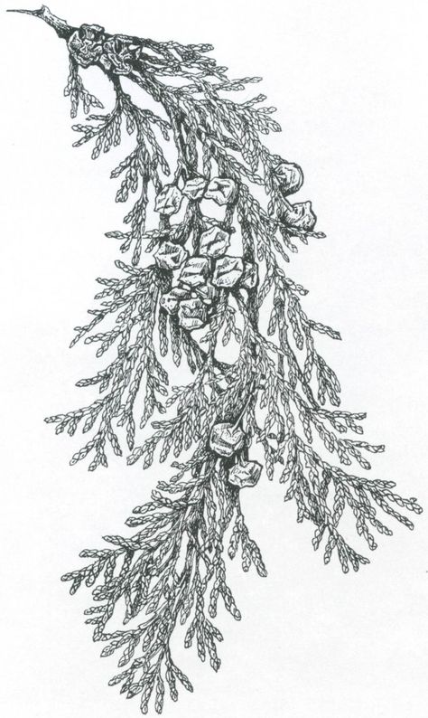 Foliage and cones of Lawson cypress (Chamaecyparis lawsoniana). Drawing by Craig Latker Cypress Branch Tattoo, Cedar Branch Drawing, Cedar Sprig Tattoo, Cedar Branch Tattoo, Cedar Tattoo, Woodsy Tattoos, Lawson Cypress, October Tattoo, Chamaecyparis Lawsoniana