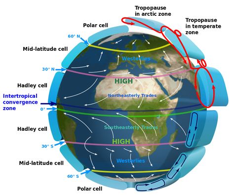 3D map showing Hadley cells in relationship to trade winds on the surface. Atmospheric Circulation, Weather Science, Geography Map, Ocean Current, Geography Lessons, Environmental Change, Earth And Space Science, Earth Atmosphere, Meteorology