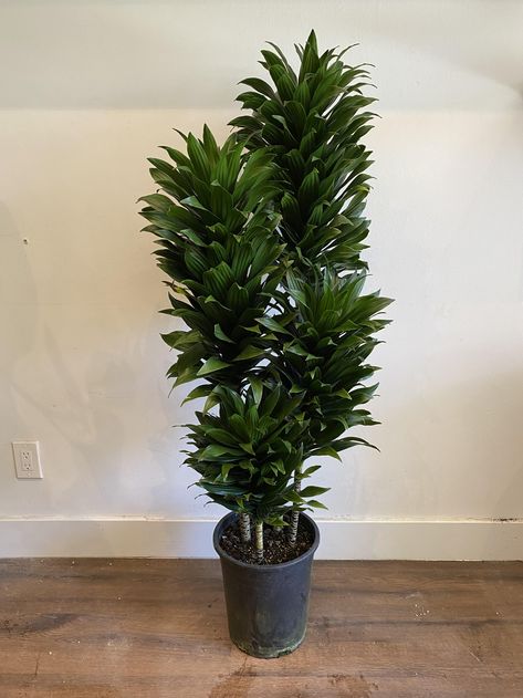 Dracaena Compacta | Plant Therapy Dracaena Compacta Plant, Dracaena Compacta, Office Revamp, Apartment Goals, Plant Therapy, Garden Bed, Practical Advice, Garden Beds, Plant Care