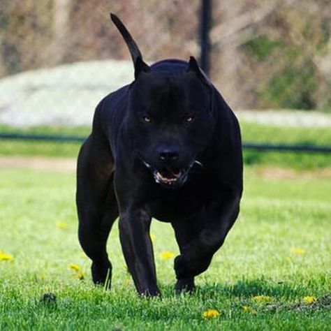 Black Pitbull Puppies, Pitbull Xxl, Dark Sunset, Pitbull Dog Breed, Black Pitbull, Pitbull Puppies For Sale, Bully Breeds Dogs, Puppy Proofing, Beauty Beast