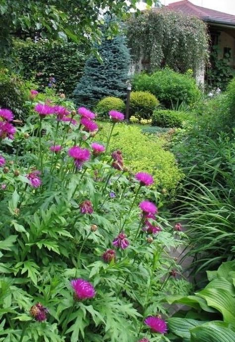 15 Best Fast-Growing Shrubs for Creating a Pretty Privacy Screen In A Jiffy Privacy Screening, Beauty Bush, Fast Growing Shrubs, Shrubs For Privacy, Tall Shrubs, Fast Growing Evergreens, Oakleaf Hydrangea, Mock Orange, Burning Bush