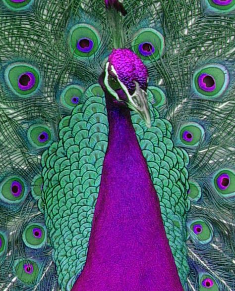 Purple Peacock Feather, Peacock Feather Art, Peacock Canvas, Dark Purple Flowers, Peacock Photos, Peacock Pictures, Purple Peacock, Peacock Wall Art, Peacock Colors