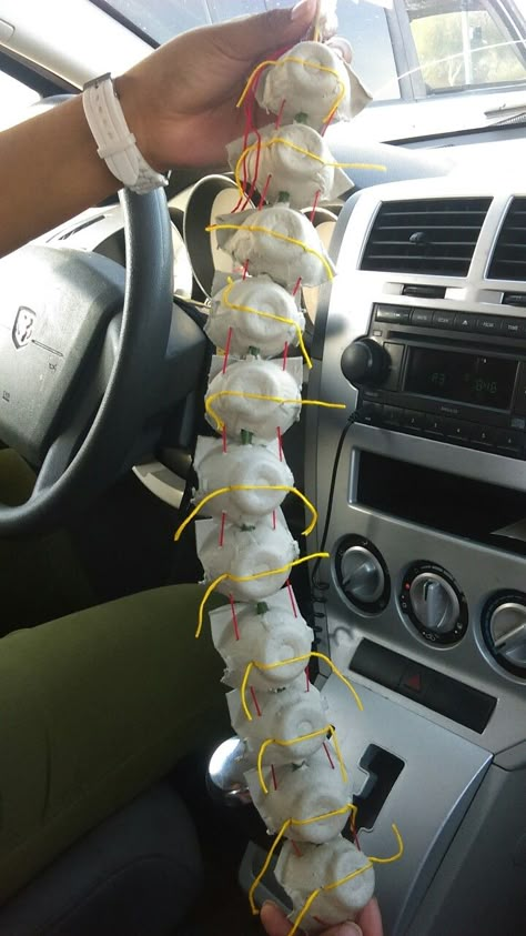 Build A Spine Project, Diy Spinal Cord Model, Nervous System Craft, Nervous System Projects, Skeletal System Project, Middle School Science Projects, Descending Tracts Of Spinal Cord, Human Body Science Projects, Body Systems Project