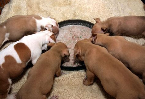 How To Wean Puppies, Puppy Gruel Recipe, Newborn Puppy Care, Weaning Puppies, Puppy Feeding Schedule, Food For Puppies, Dog Whelping, Dog Whelping Box, Feeding Puppy