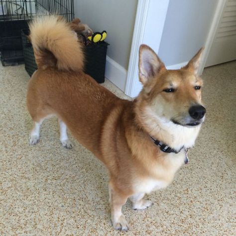 Corgi + Shiba Inu Corgi Mix Breeds, Shiba Inu Mix, Red Heeler, Corgi Mix, Mixed Breed Dogs, Doberman Pinscher, Mixed Breed, Cattle Dog, Family Dogs