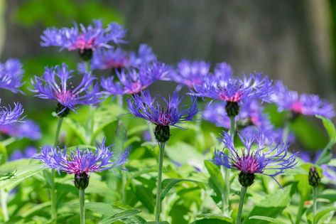 Blue Perennial Flowers, Plantain Lily, Prairie Planting, Montana Mountains, Pollinator Plants, Bachelor Buttons, Perennial Flowers, Best Perennials, Perennial Border